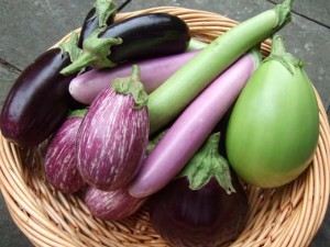 eggplant-harvest