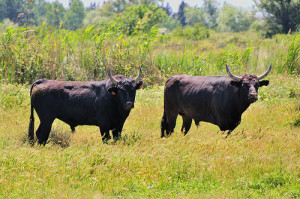 The Bulls of Camargue