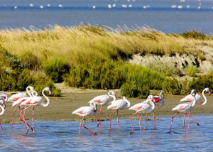 The Flamingos of Camargue