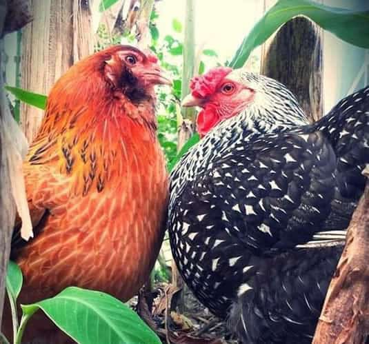 chickens1_mewsht